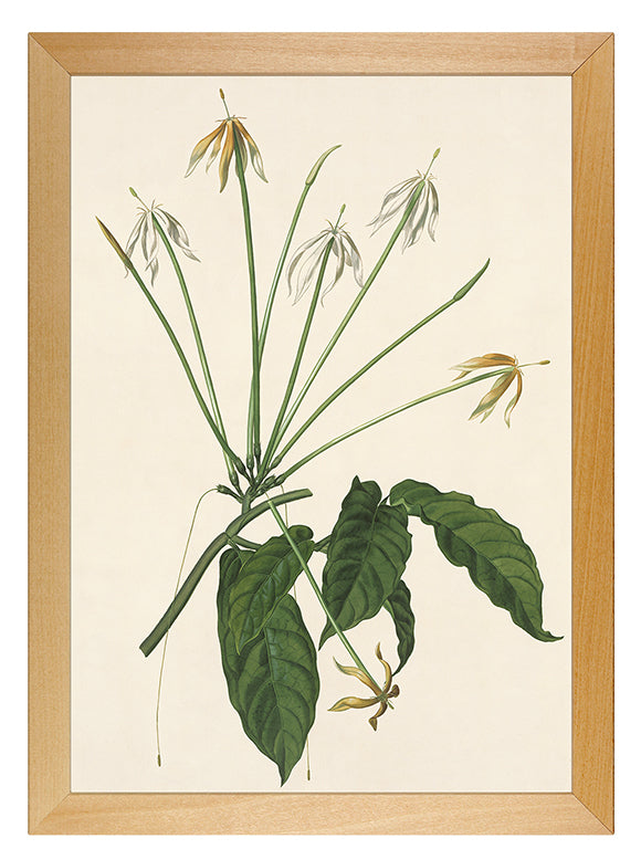 Kunstdruck: Oxyanthus