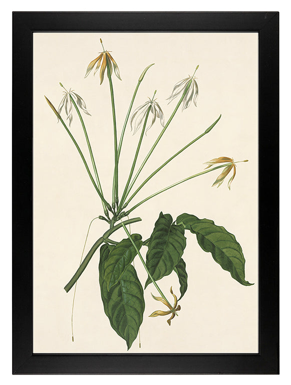 Kunstdruck: Oxyanthus