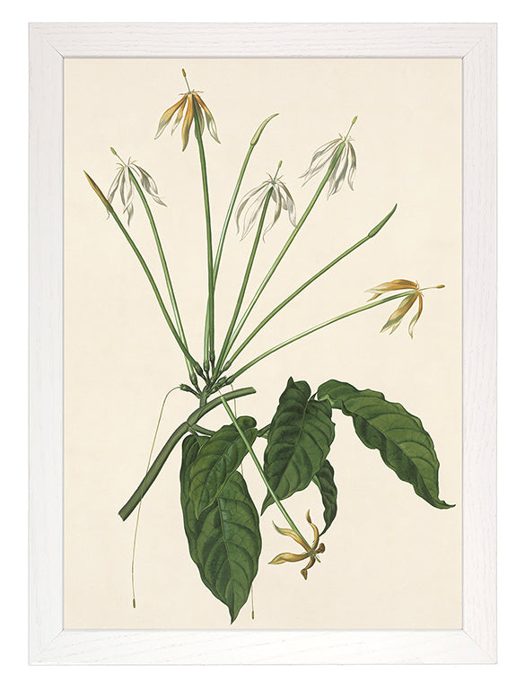 Kunstdruck: Oxyanthus