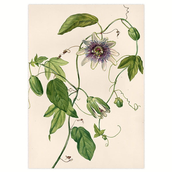 Kunstdruck: Passionsblume