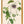 Kunstdruck: Passionsblume