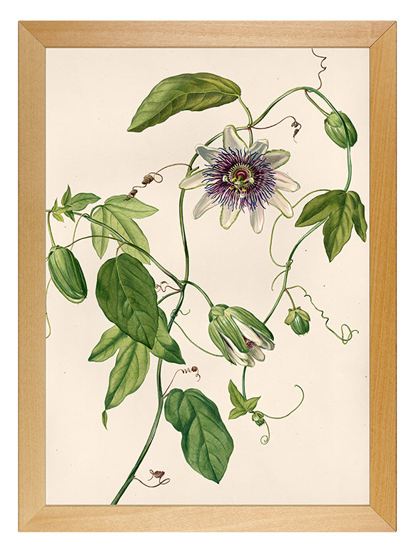 Kunstdruck: Passionsblume
