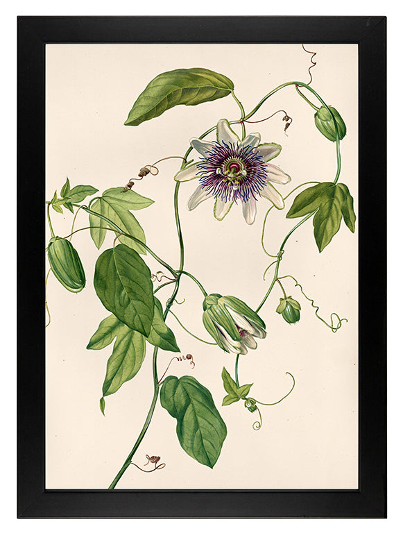Kunstdruck: Passionsblume