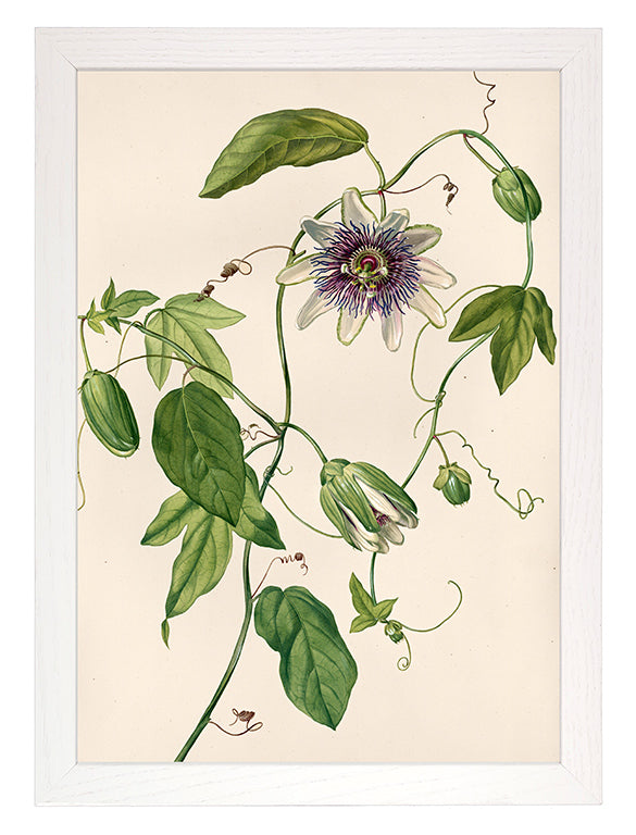 Kunstdruck: Passionsblume