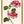 Kunstdruck: Pelargonie