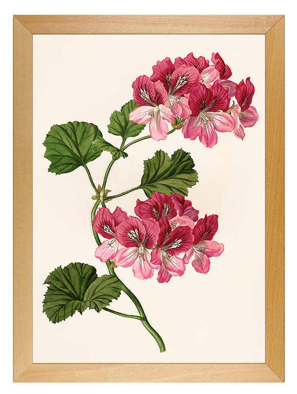 Kunstdruck: Pelargonie