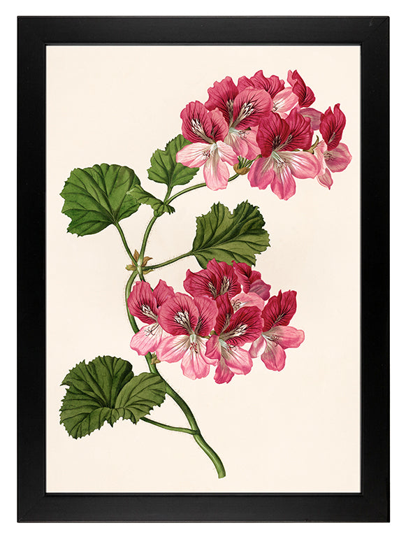 Kunstdruck: Pelargonie
