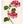 Kunstdruck: Pelargonie
