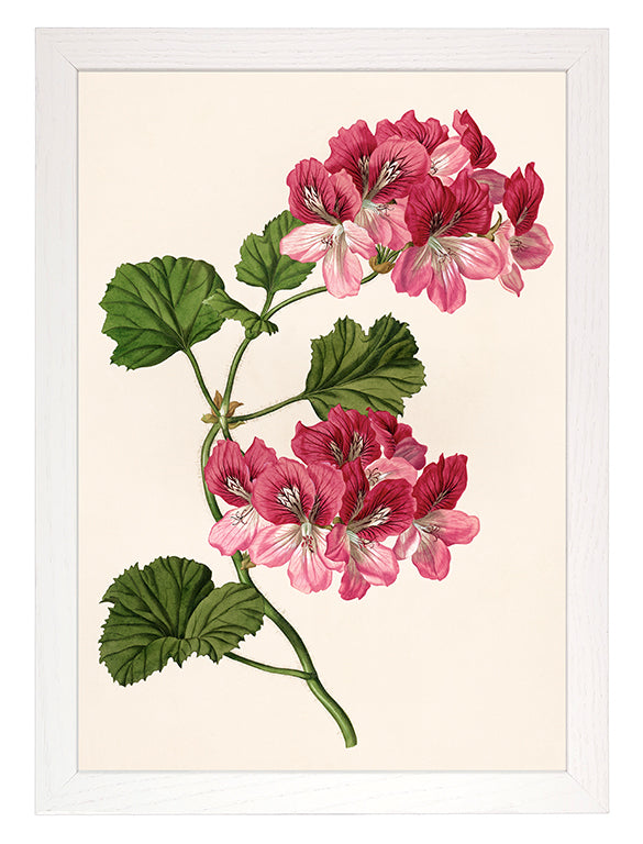 Kunstdruck: Pelargonie