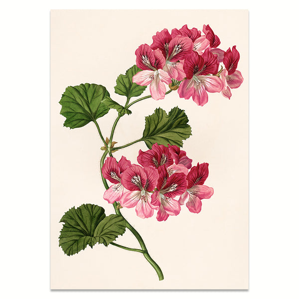 Kunstdruck: Pelargonie