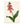 Art Print: Lachenalia