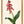 Art Print: Lachenalia