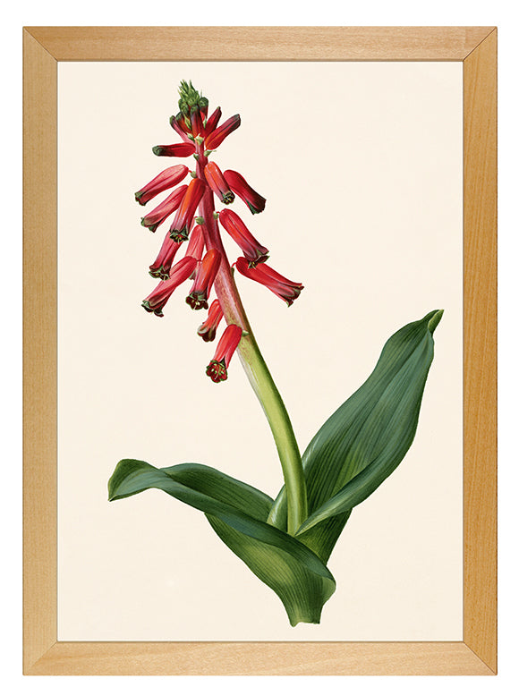 Art Print: Lachenalia