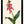 Art Print: Lachenalia