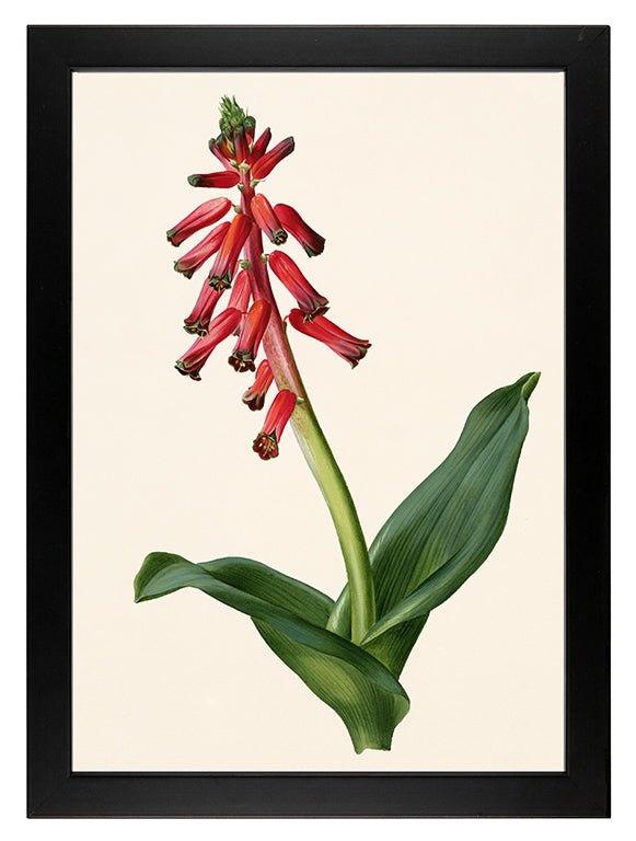 Art Print: Lachenalia