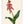 Art Print: Lachenalia