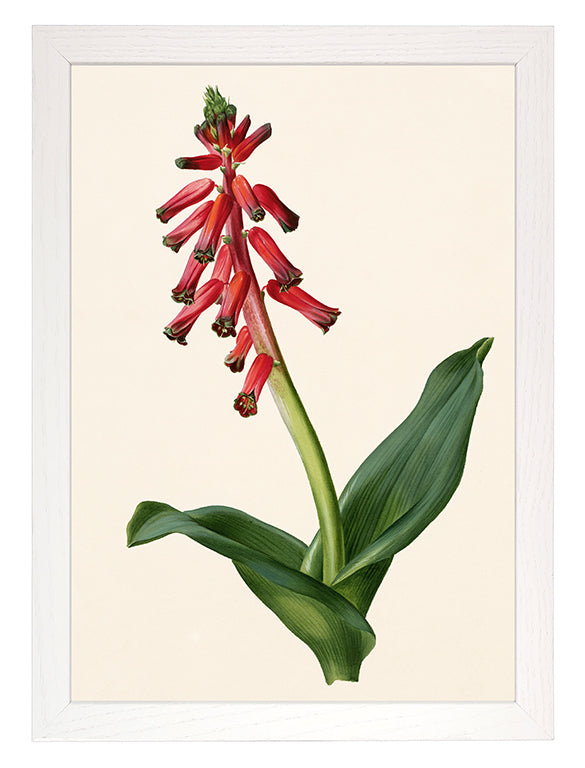 Art Print: Lachenalia