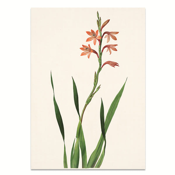 Art Print: Watsonia | Premium Wood Frame