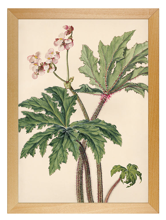 Kunstdruck: Blattbegonie