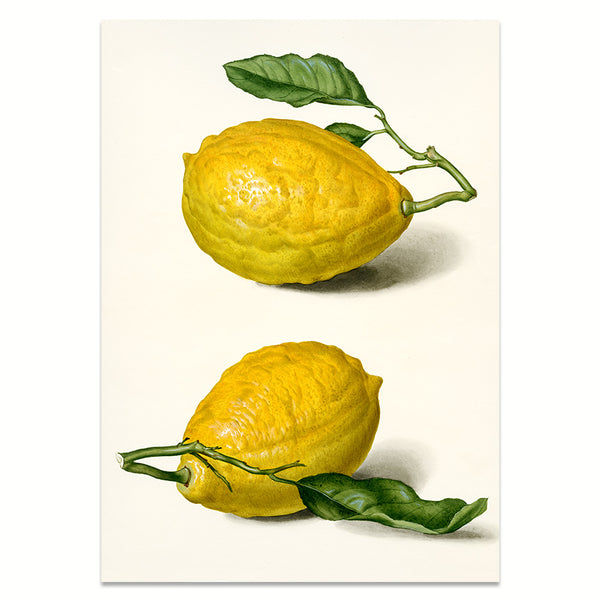 Art Print with Lemons | Premium Wood Frame