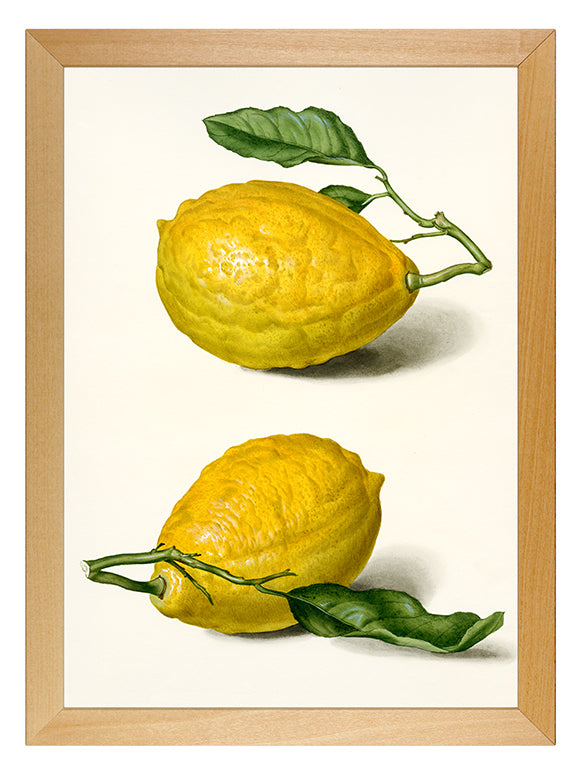 Art Print with Lemons