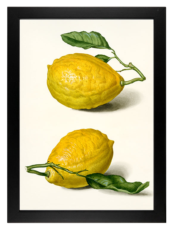 Art Print with Lemons